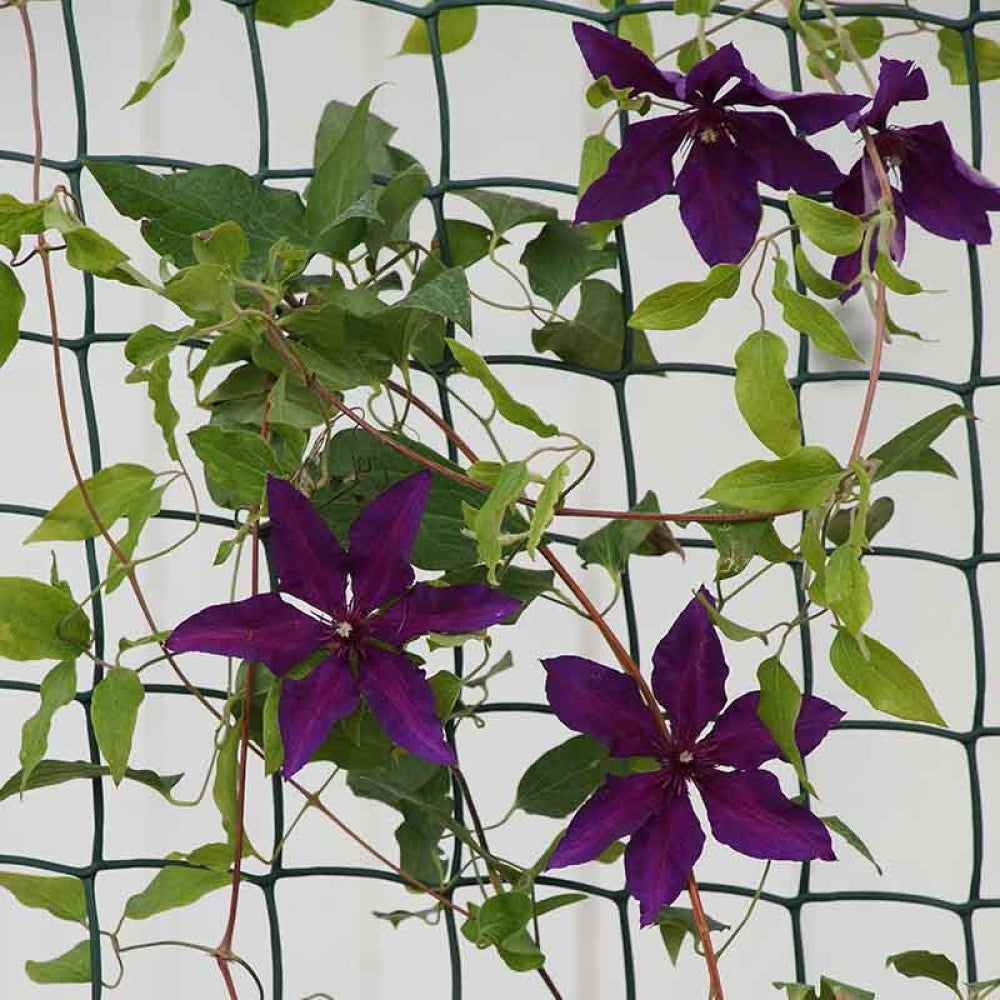Smart Garden - Climbing Plant and Fencing Mesh β 50mm, 1m x 5m, Green