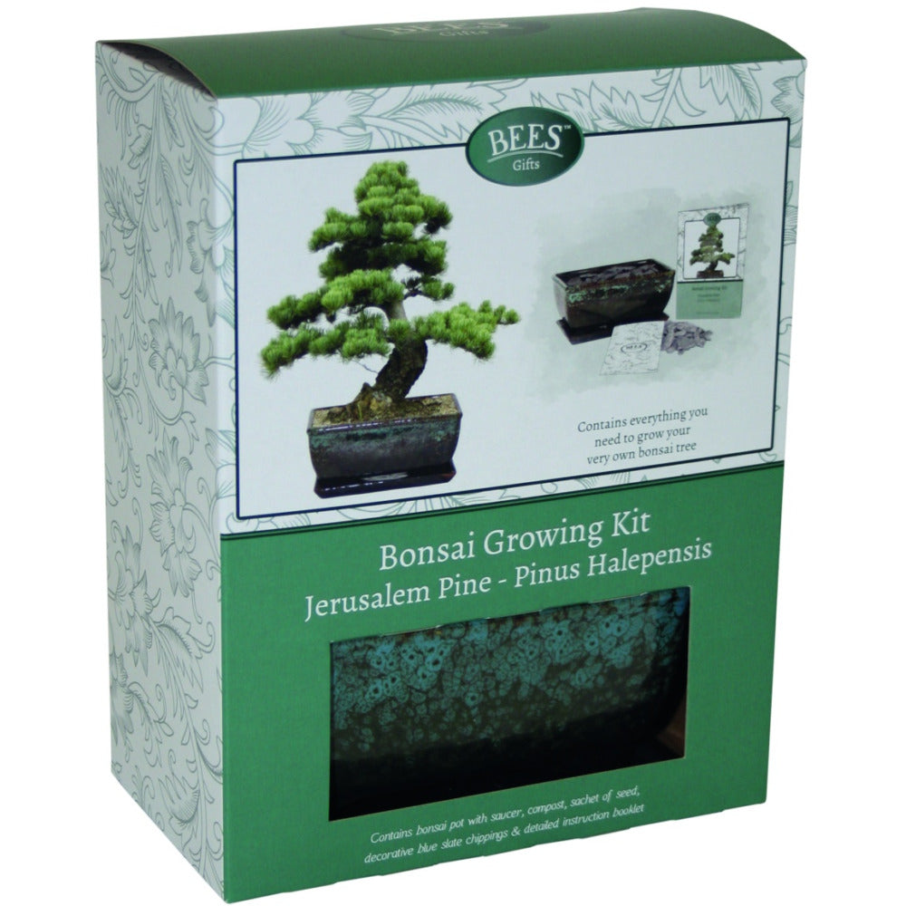 Bonsai Pine Growing Kit