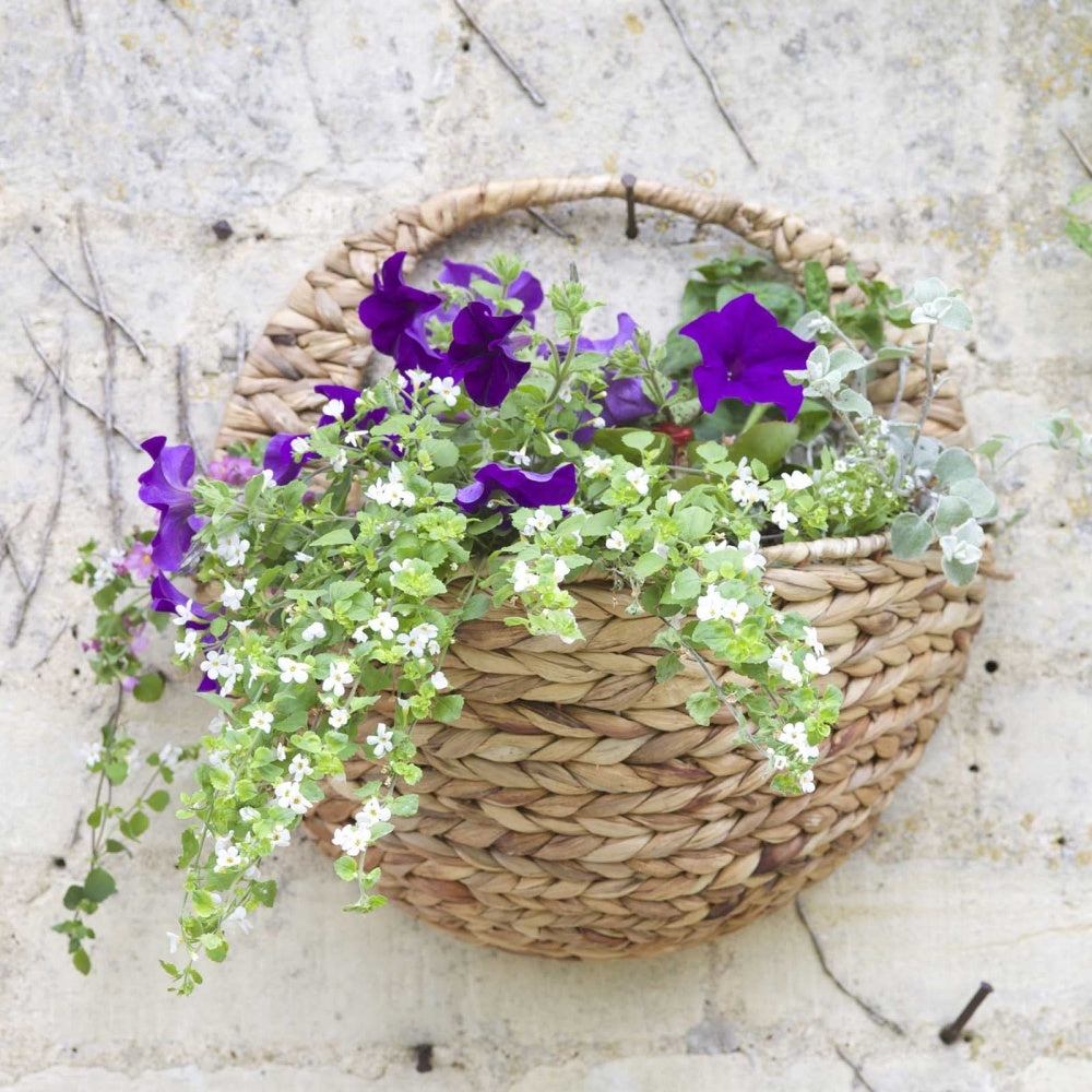 Smart Garden - 16in Hyacinth Wall Basket