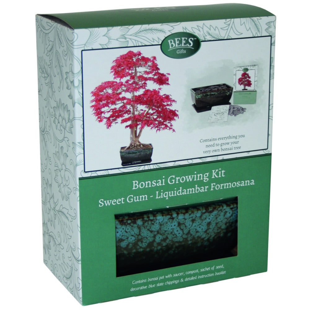 Bonsai Sweet Gum Growing Kit