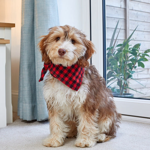 Zoon - Beau Bandana - S/M - Red Check