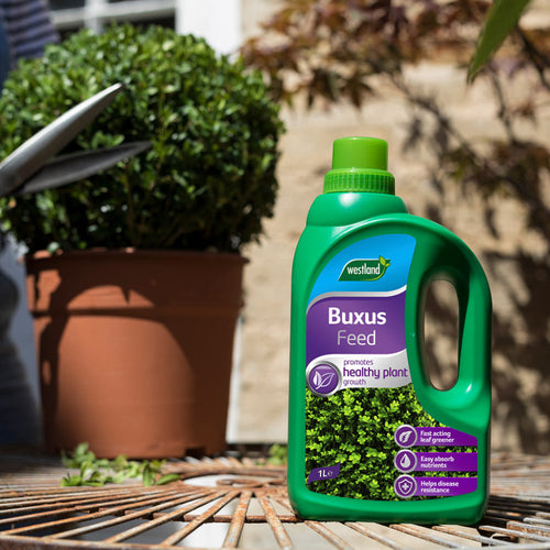 Westland Buxus Liquid Plant Food 1L