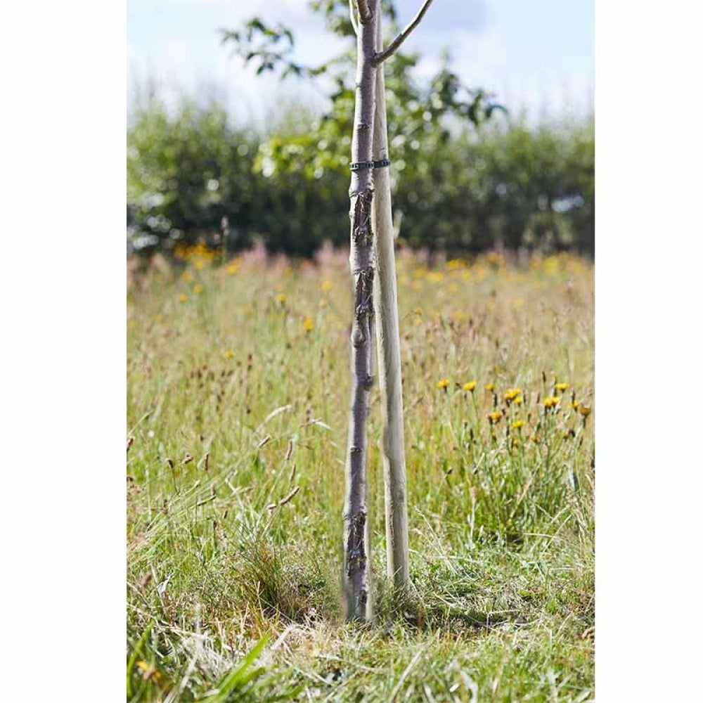 Smart Garden - Round Tree Stake 1.8m x 40mm, FSC 1