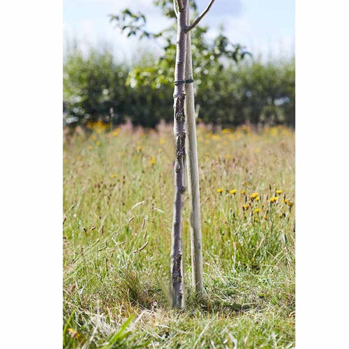 Smart Garden - Round Tree Stake 1.8m x 40mm, FSC 1