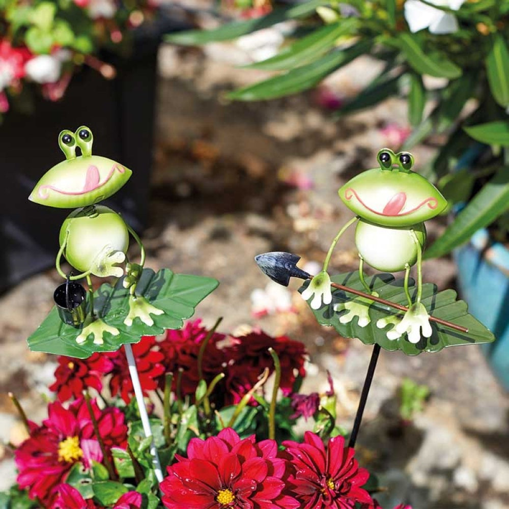 Flamboya - Frog Loony Stakes