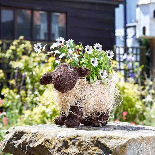Flamboya - Shelley Sheep