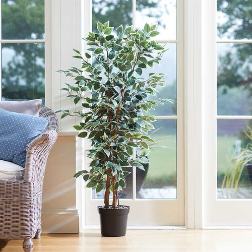 Faux Decor - Weeping Fig