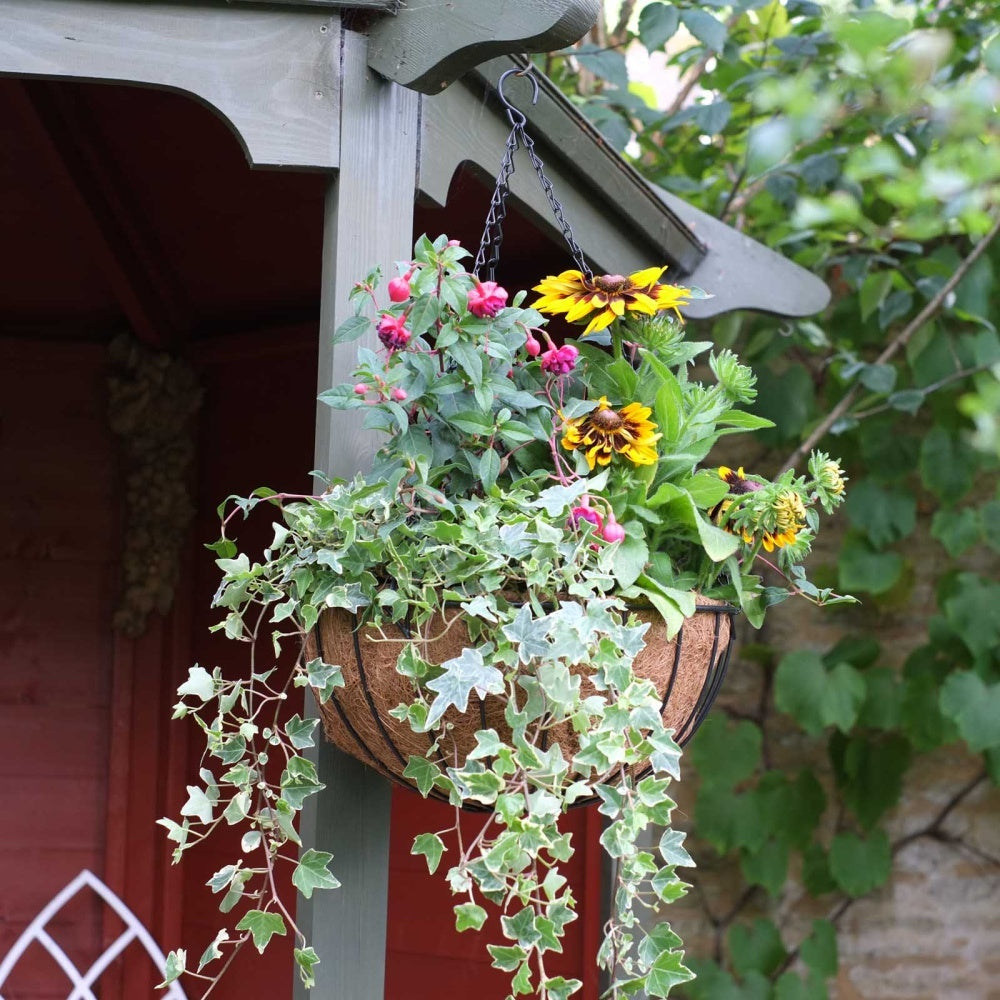 Smart Garden - 12in Smart Hanging Basket, POS 24