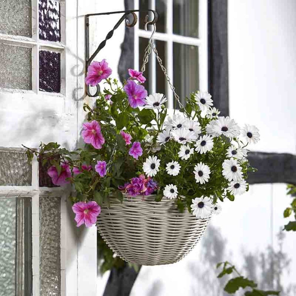 Smart Garden - 14in Seashell Faux Rattan Hanging Basket