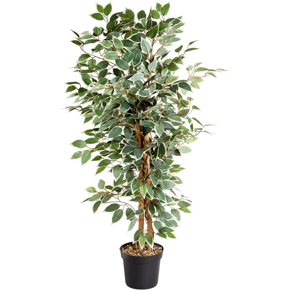 Weeping Fig Tree - 130cm