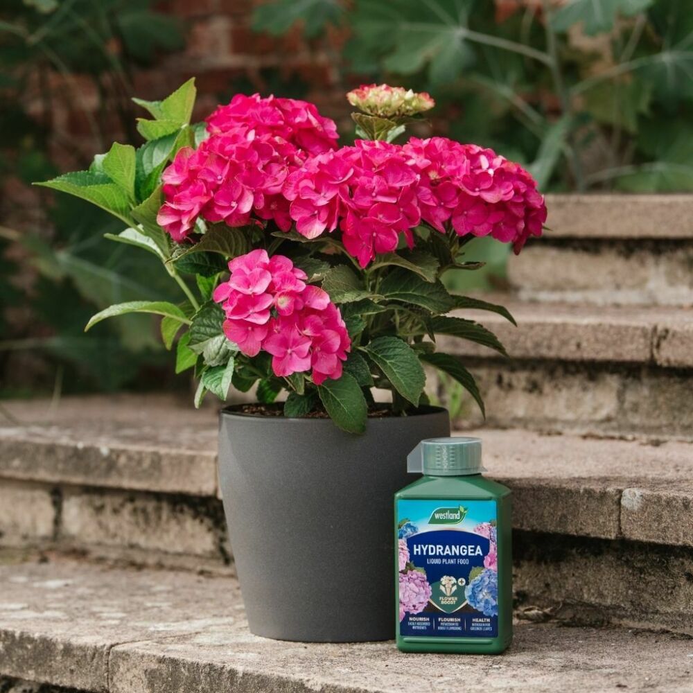 Westland Hydrangea Liquid Plant Food 1L