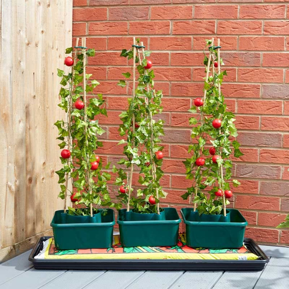GroZone - Tomato Gro-Box - Triple pack