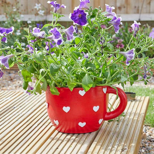 Flamboya - Teacup Heart Planter
