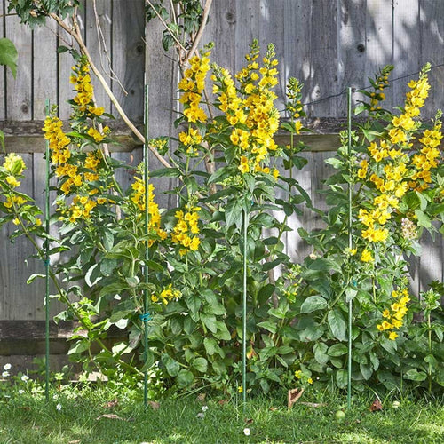 Smart Garden - Gro-Stake 1.2m x 11mm