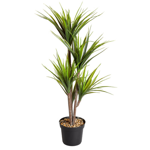 Dragon Tree - 105cm